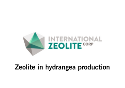 IZC Hydrangea Production